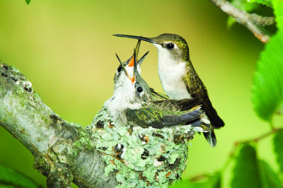 Hummingbird Babies Hummingbird Babies