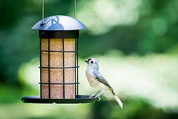 suet cylinder