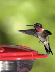 Ruby-throated Hummingbird