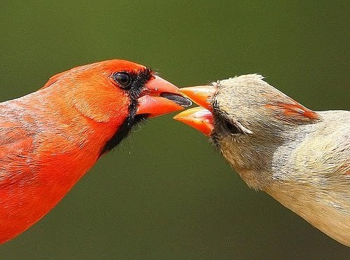 cardinal courtship behavior