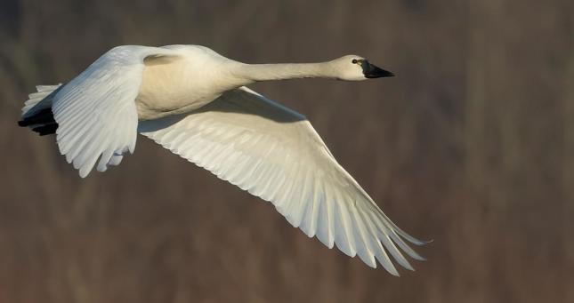 Tundra Swan