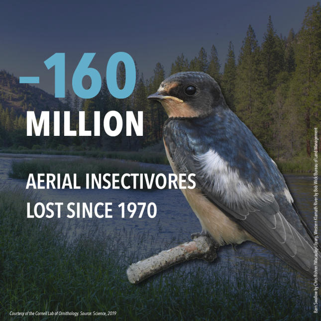 3 Billion Birds - Aerial Insectivores
