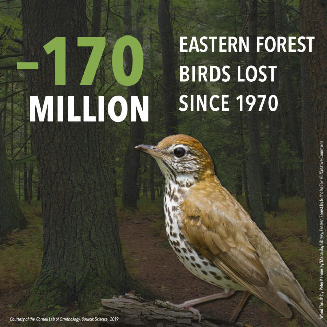 3 Billion Birds - Eastern Forest Birds