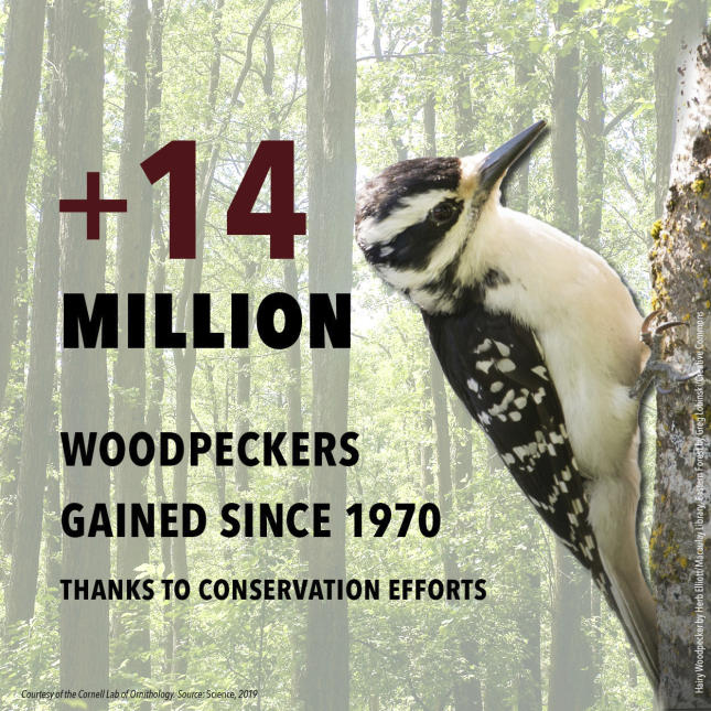 3 Billion Birds - Woodpeckers
