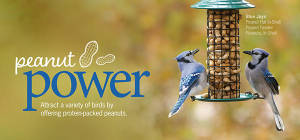 How to Get Rid of Blue Jays at Your Feeders - Birds and Blooms